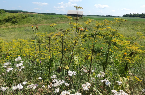 fleurs sauvages