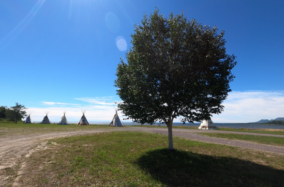 arbres avec tipis