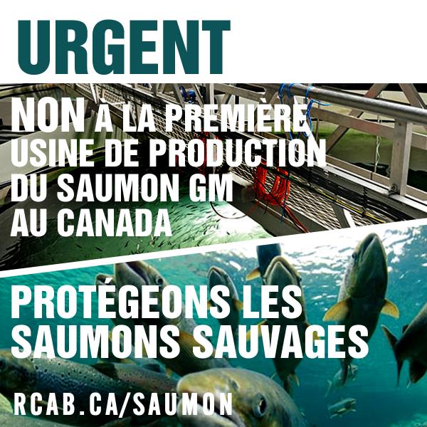 La nouvelle installation de AquaBounty  à Rollo Bay pourrait devenir la  première usine  de saumon GM au monde.