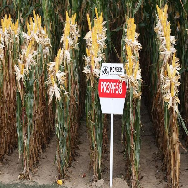 Un bilan du forum agriculture et OGM au Québec