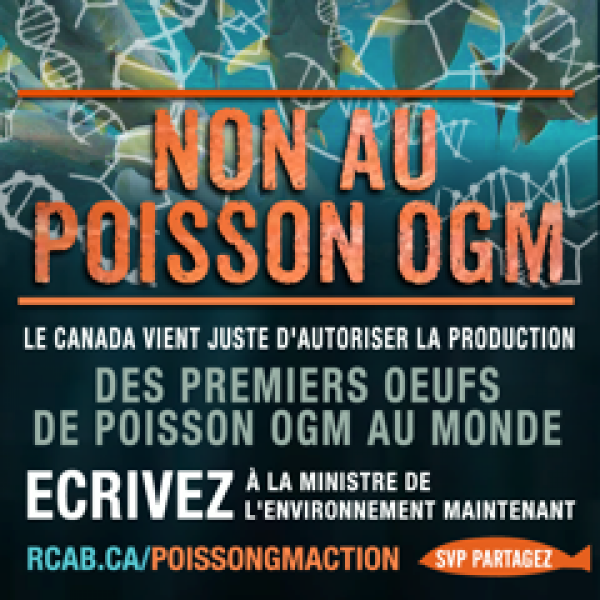 L’approbation des œufs de poissons GM au Canada menace l’environnement