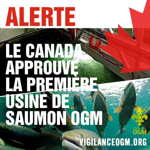 Saumon OGM première usine au Canada