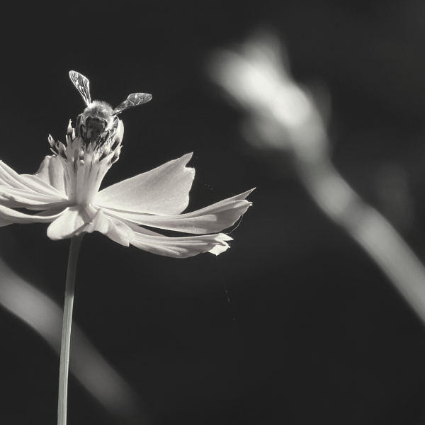 biodiversité prescription agronomique