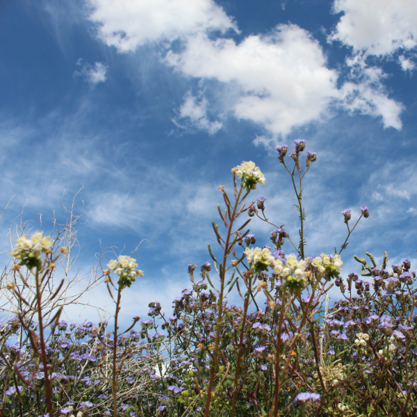 consultation biodiversité stratégie 2030