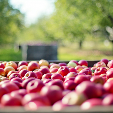 pomme OGM Québec