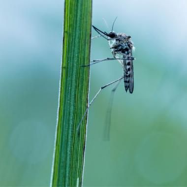 moustique sur brindille