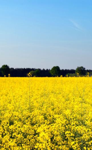 champ-canola